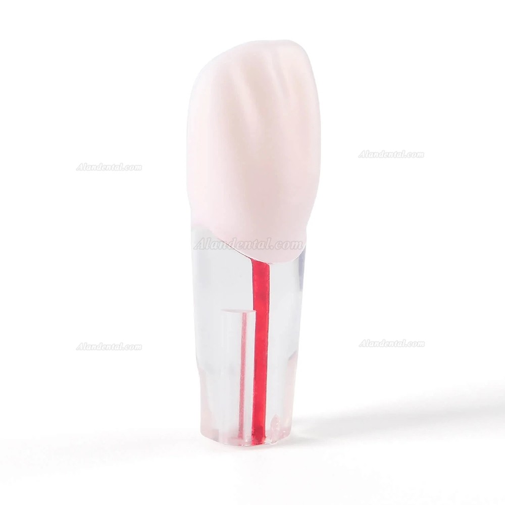 28pcs/Set Dental Typodont Teeth, Root Canal Practice Model